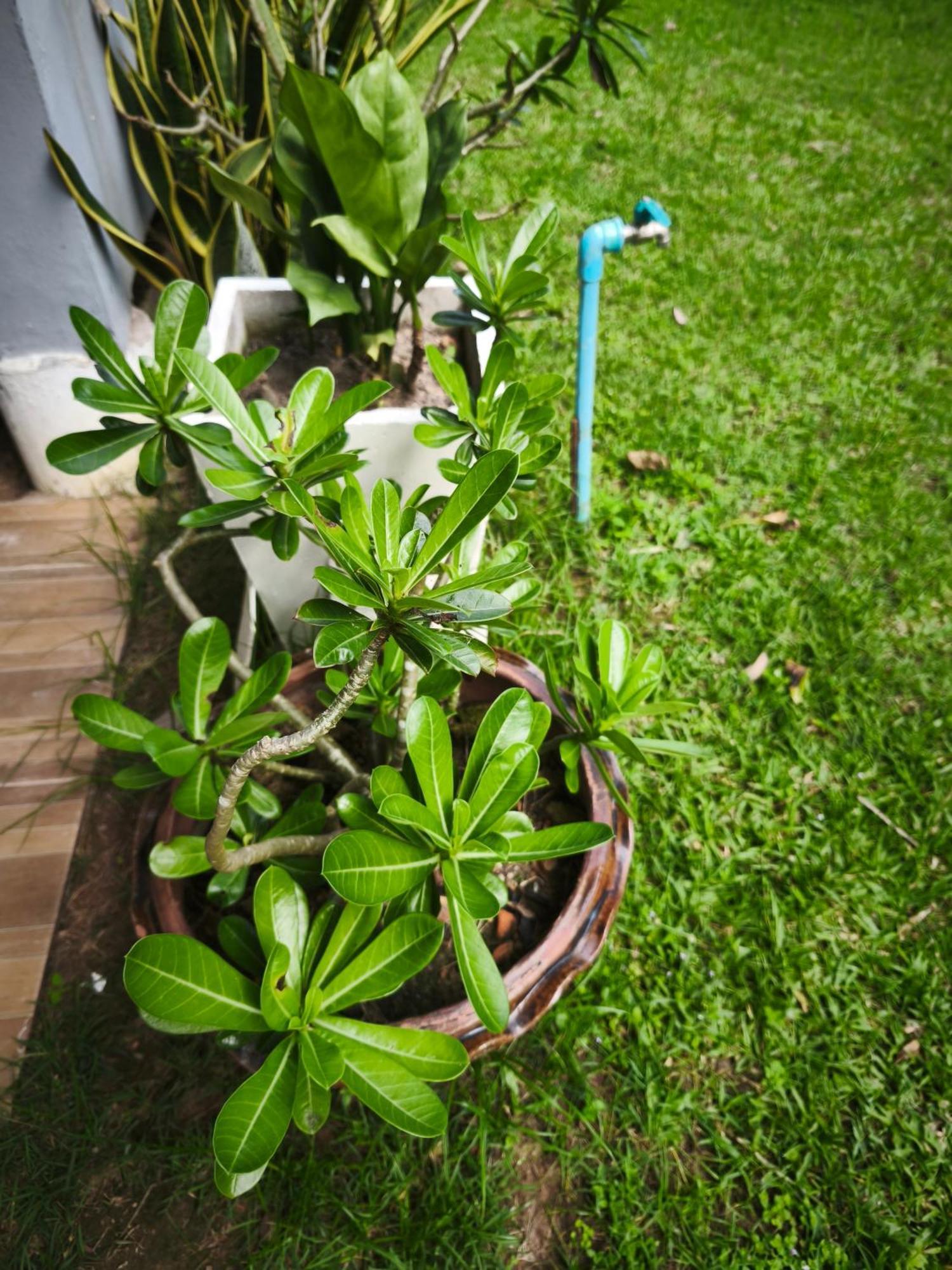 The Secret Garden Homestay Koh Yao Yai Ko Yao Yai Exterior photo