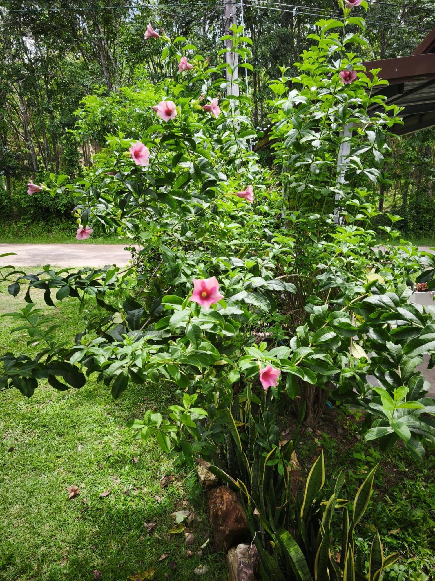 The Secret Garden Homestay Koh Yao Yai Ko Yao Yai Exterior photo